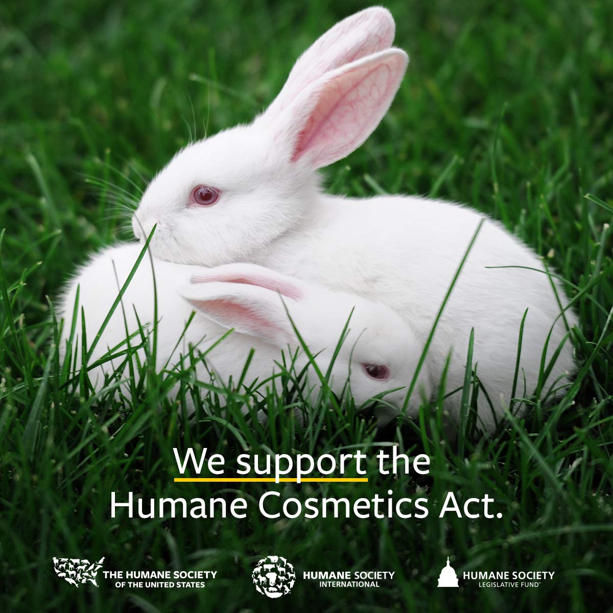 Aromatherapy setup with US Organic oils