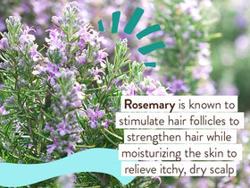 Babo Botanicals Eucalyptus Remedy 2-in-1 Bubble Bath & Wash with eucalyptus leaves