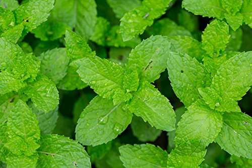 Back view of US Organic Peppermint Essential Oil packaging