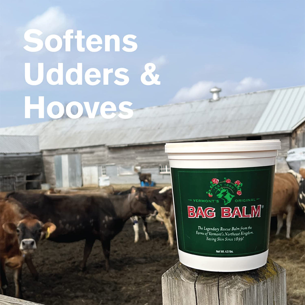 Bag Balm being applied to dry hands