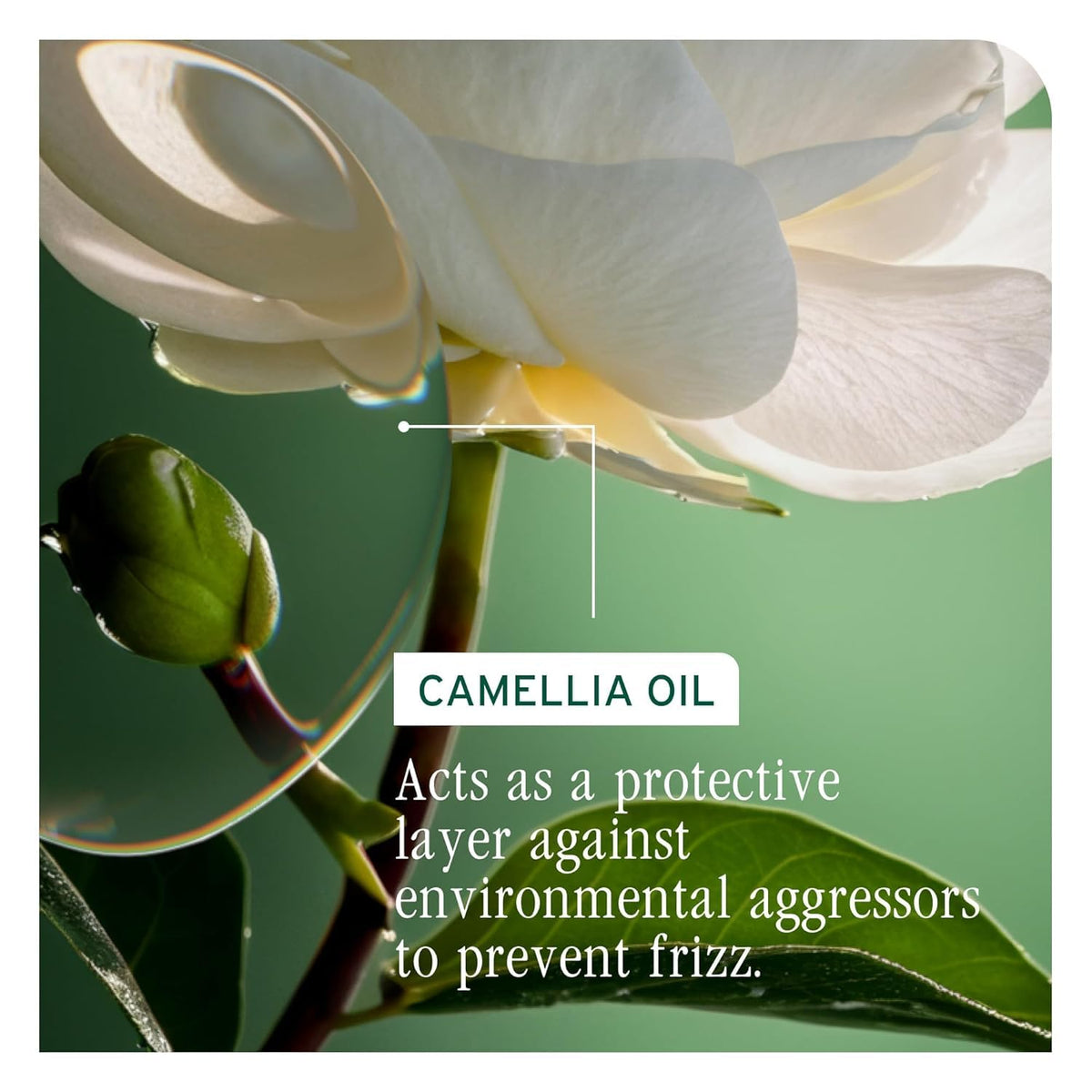 Biolage Smooth Proof Shampoo with camellia flower