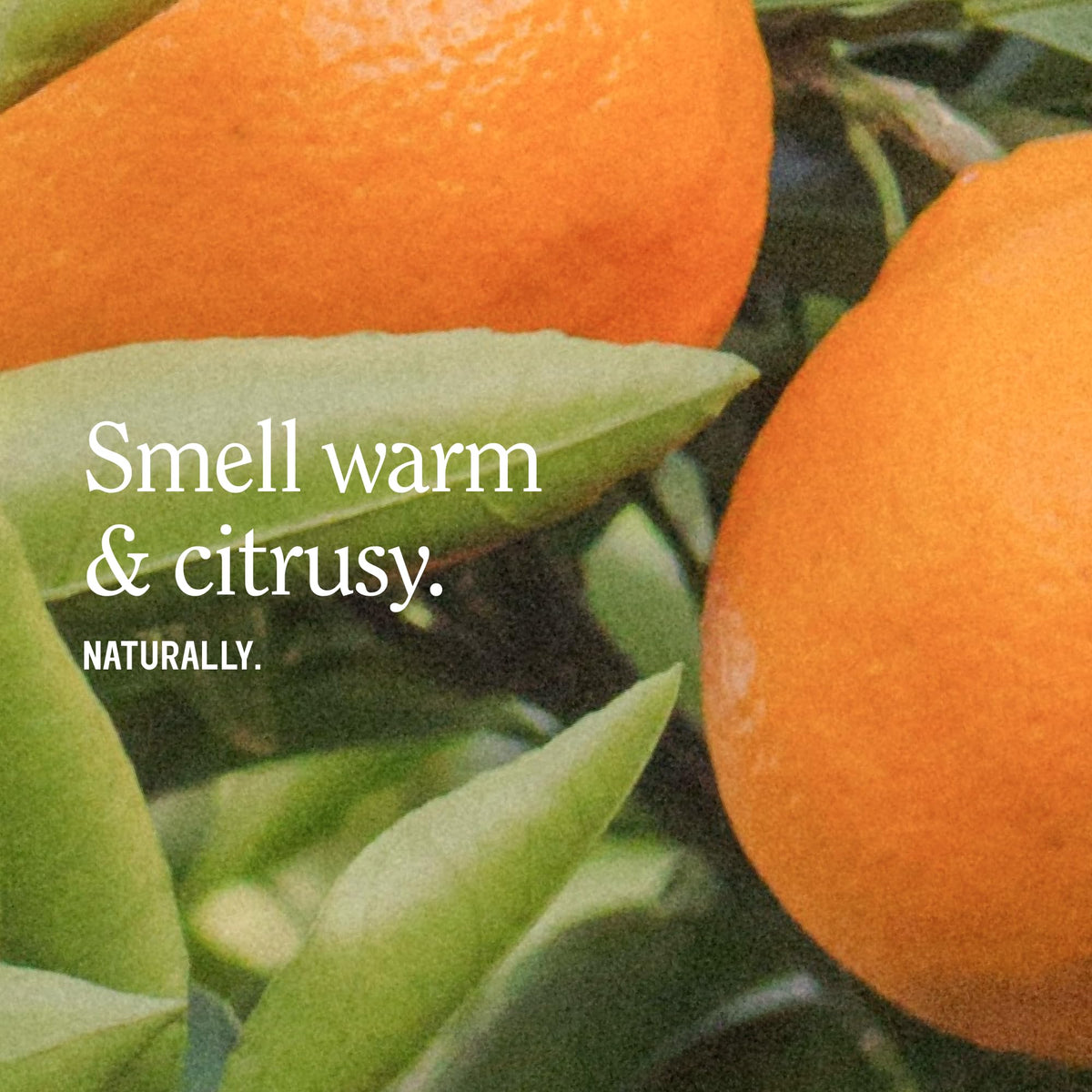 California Naturals Glow Body Lotion packaging with Sunset Citrus scent