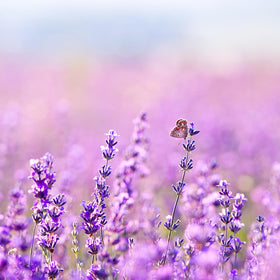 Close-up of Earthborn Elements Lavender Epsom Salt granules