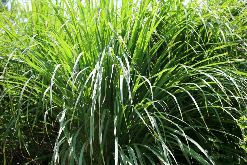 Close-up of US Organic Citronella Essential Oil bottle