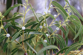 Close-up of US Organic Eucalyptus Essential Oil bottle