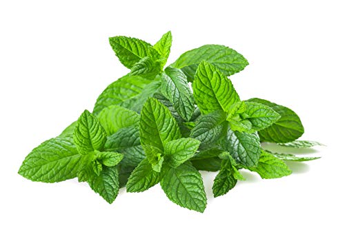 Close-up of US Organic Spearmint Essential Oil bottle