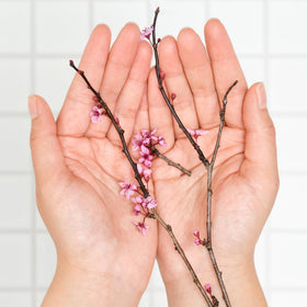Dr. Bronner's Organic Lip Balm Cherry Blossom on a wooden surface