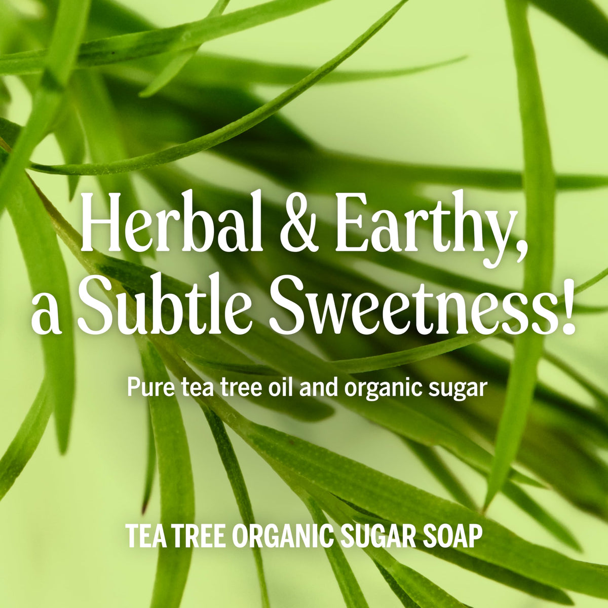 Dr. Bronner's Organic Sugar Soap 64oz Tea Tree in a bathroom setting