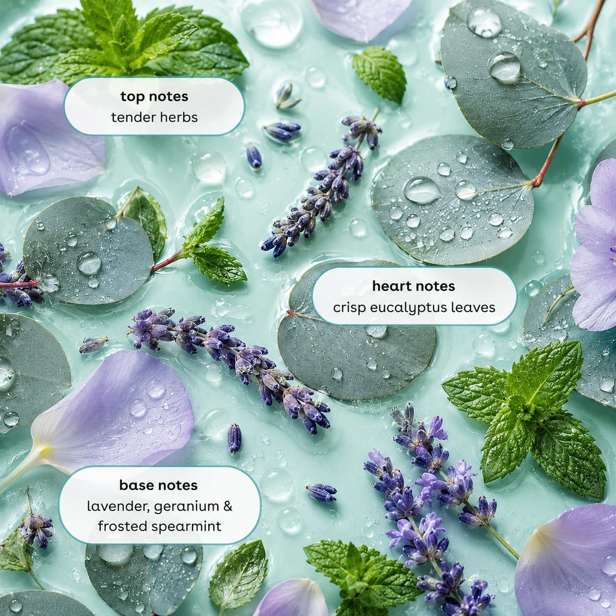Ginger Lily Farms Eucalyptus Tranquility Body Wash ingredients close-up