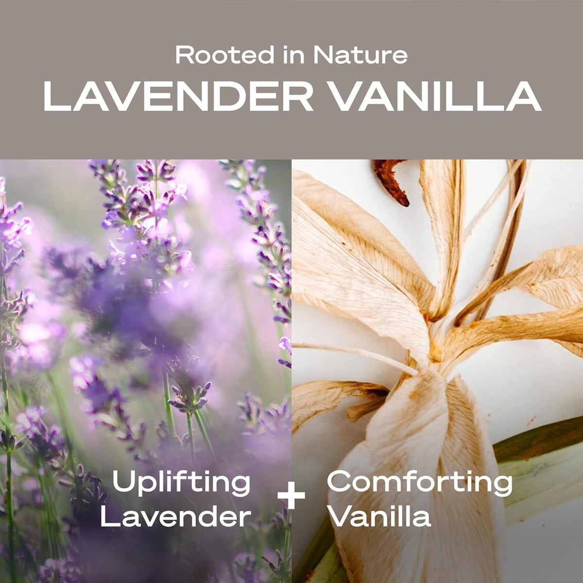 HEY HUMANS Lavender Vanilla Deodorant top view