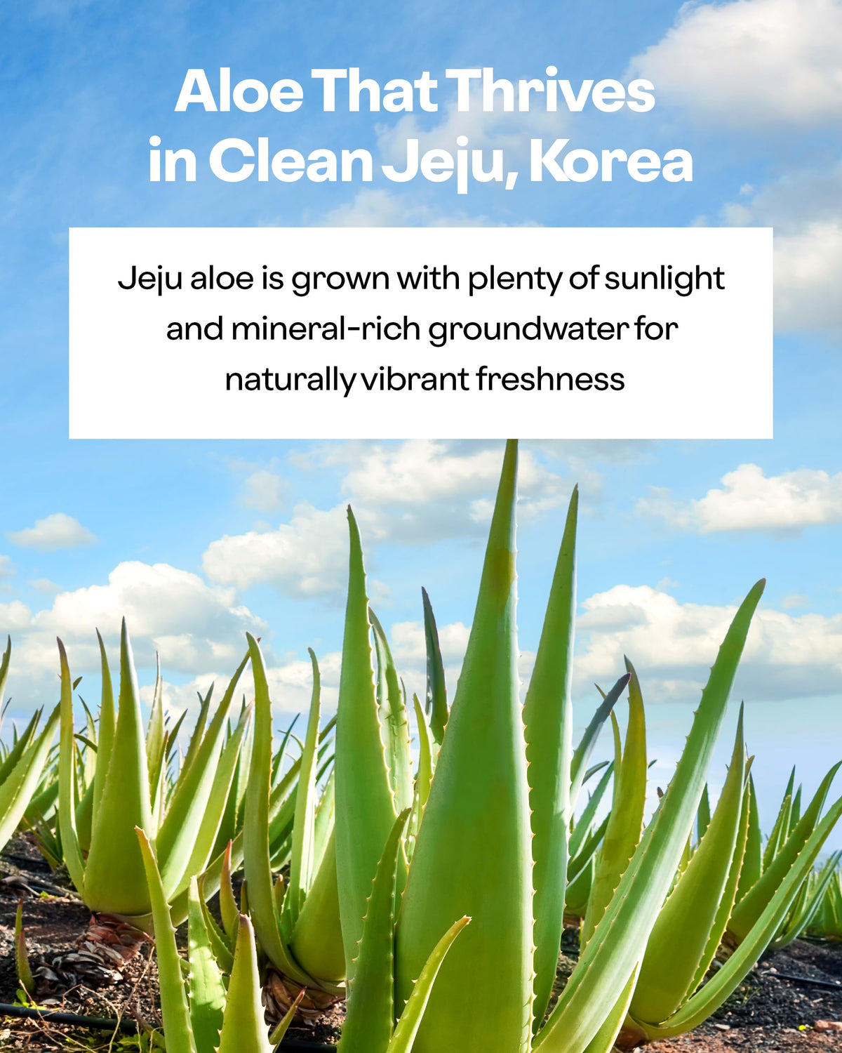HOLIKA HOLIKA Aloe 99% Soothing Gel ingredients list