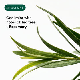 Ingredients list on Soapbox Tea Tree & Mint Shampoo
