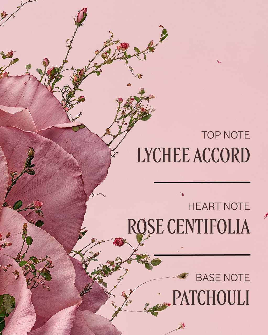 L'OCCITANE Rose Hand Cream 5.20 oz packaging