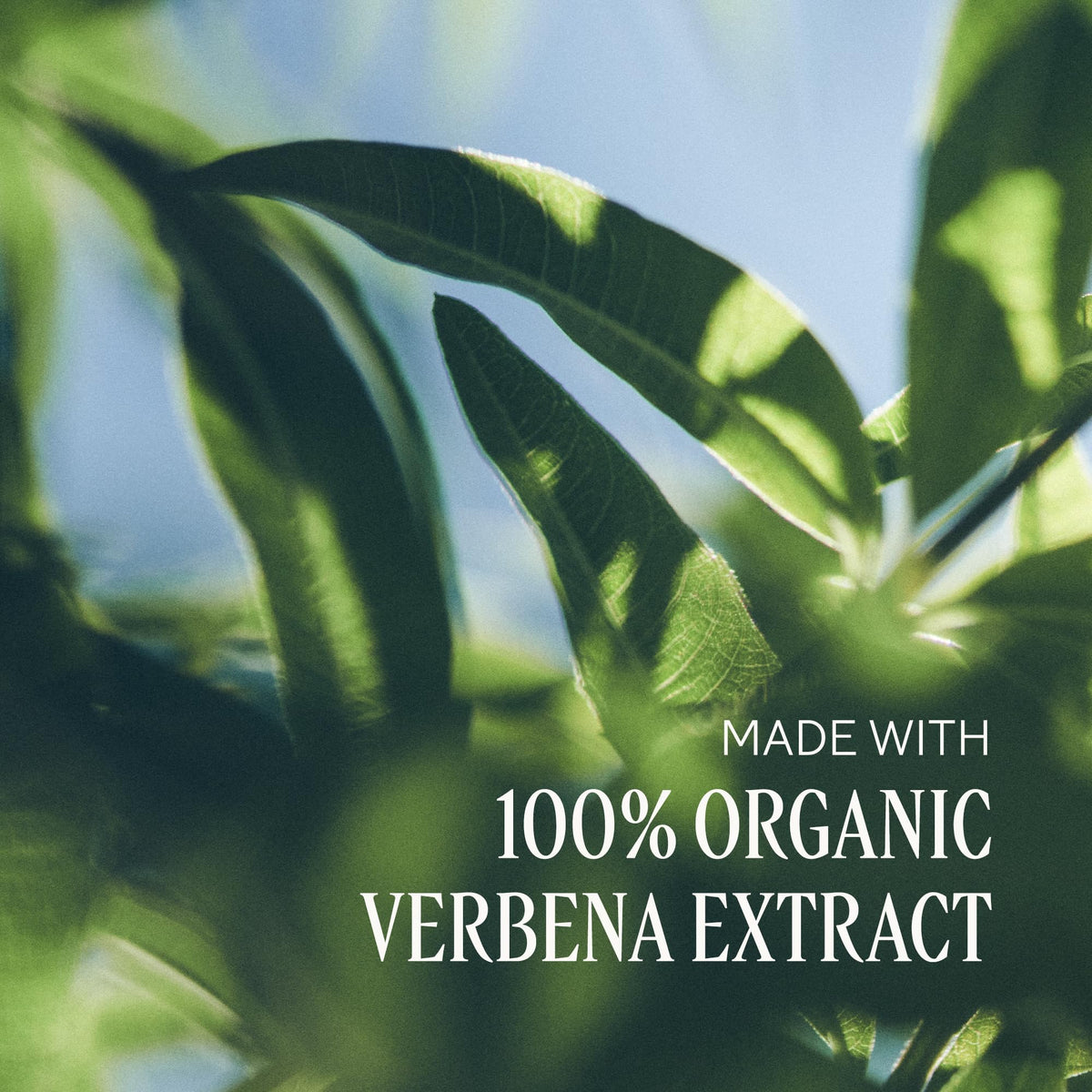 L'OCCITANE Shea Butter Verbena Lotion on a wooden surface