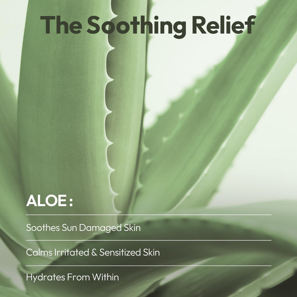LAPCOS Aloe Sheet Mask application on a model