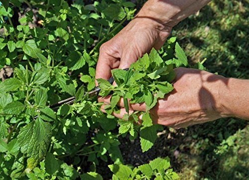 Lifestyle shot of peppermint oil with fresh peppermint leaves