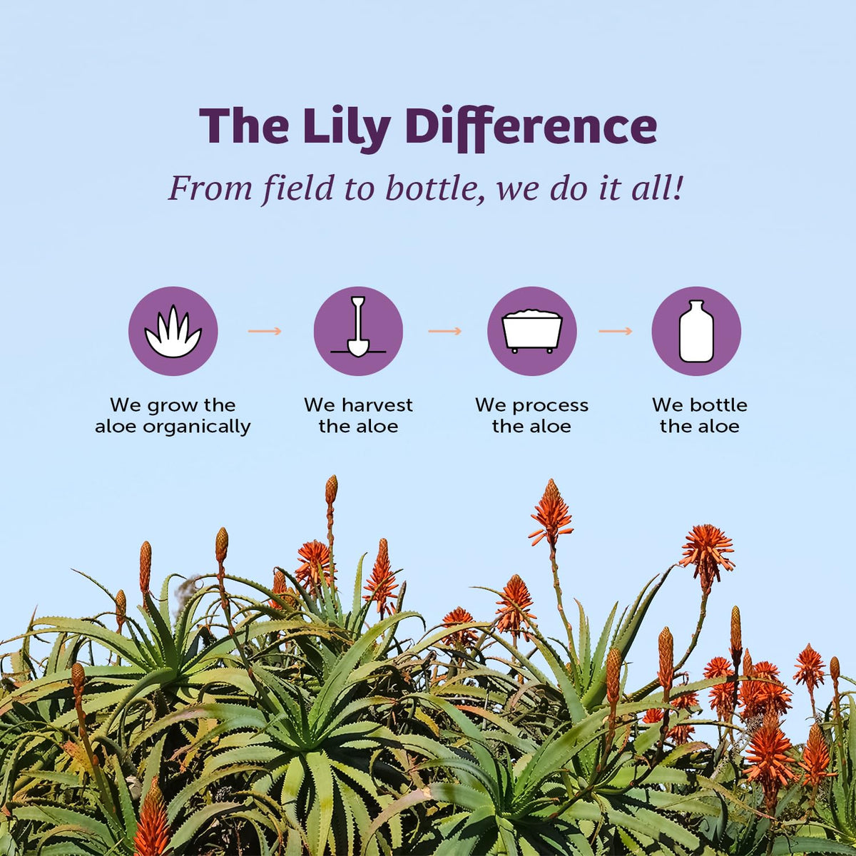 Lily Of The Desert Gelly Moisturizer packaging details