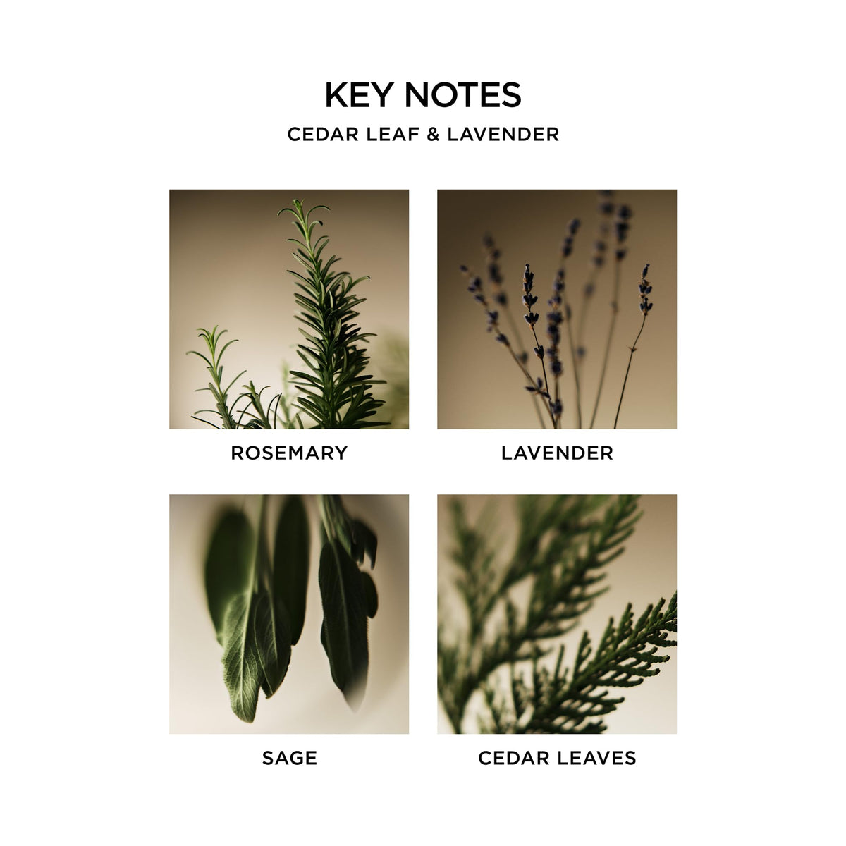 NEST New York Liquid Soap Cedar Leaf & Lavender pump close-up