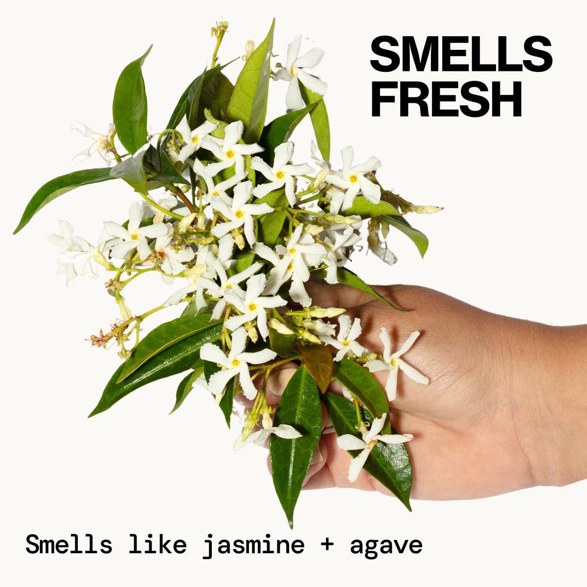 Pacifica Jasmine Agave Foaming Shampoo with ingredients like jasmine and agave
