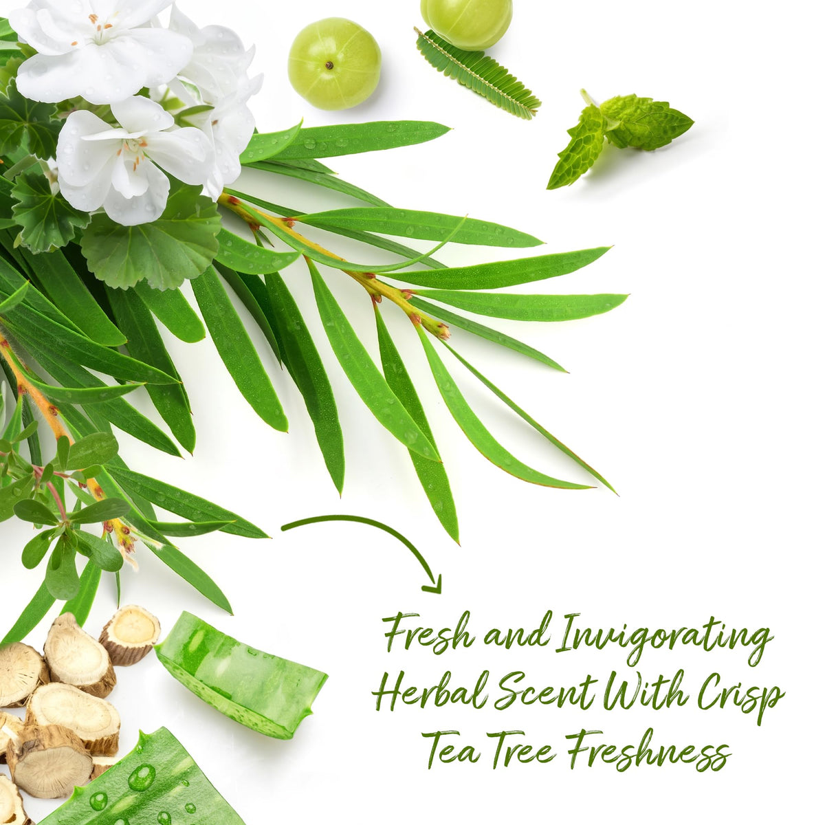 Roycederm Tea Tree Body Wash with botanical extracts