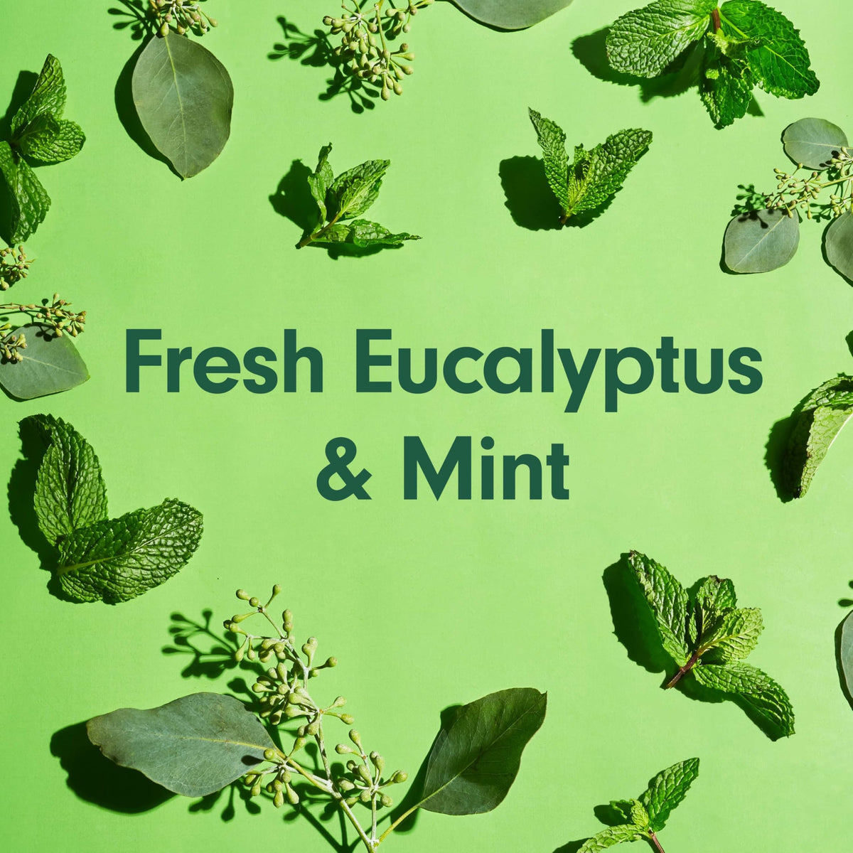 Softsoap Eucalyptus & Mint Body Wash 20 oz packaging
