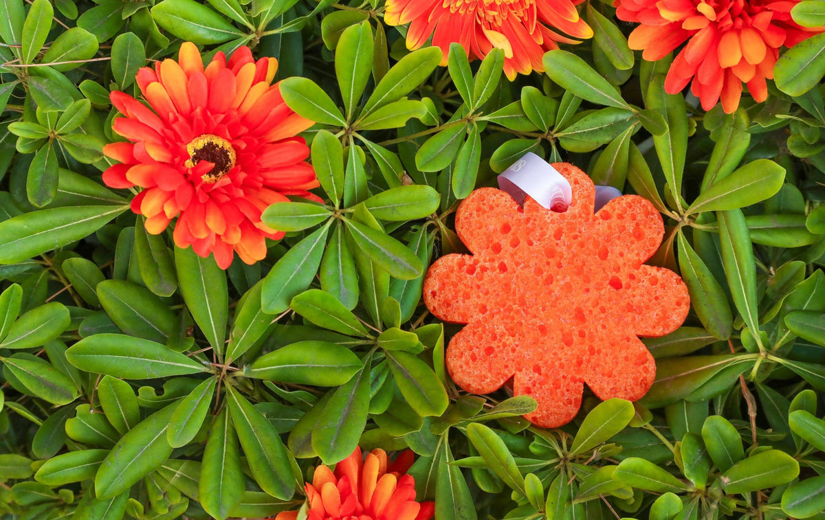 SPONGELLÉ Lily of the Valley Bath Sponge with packaging