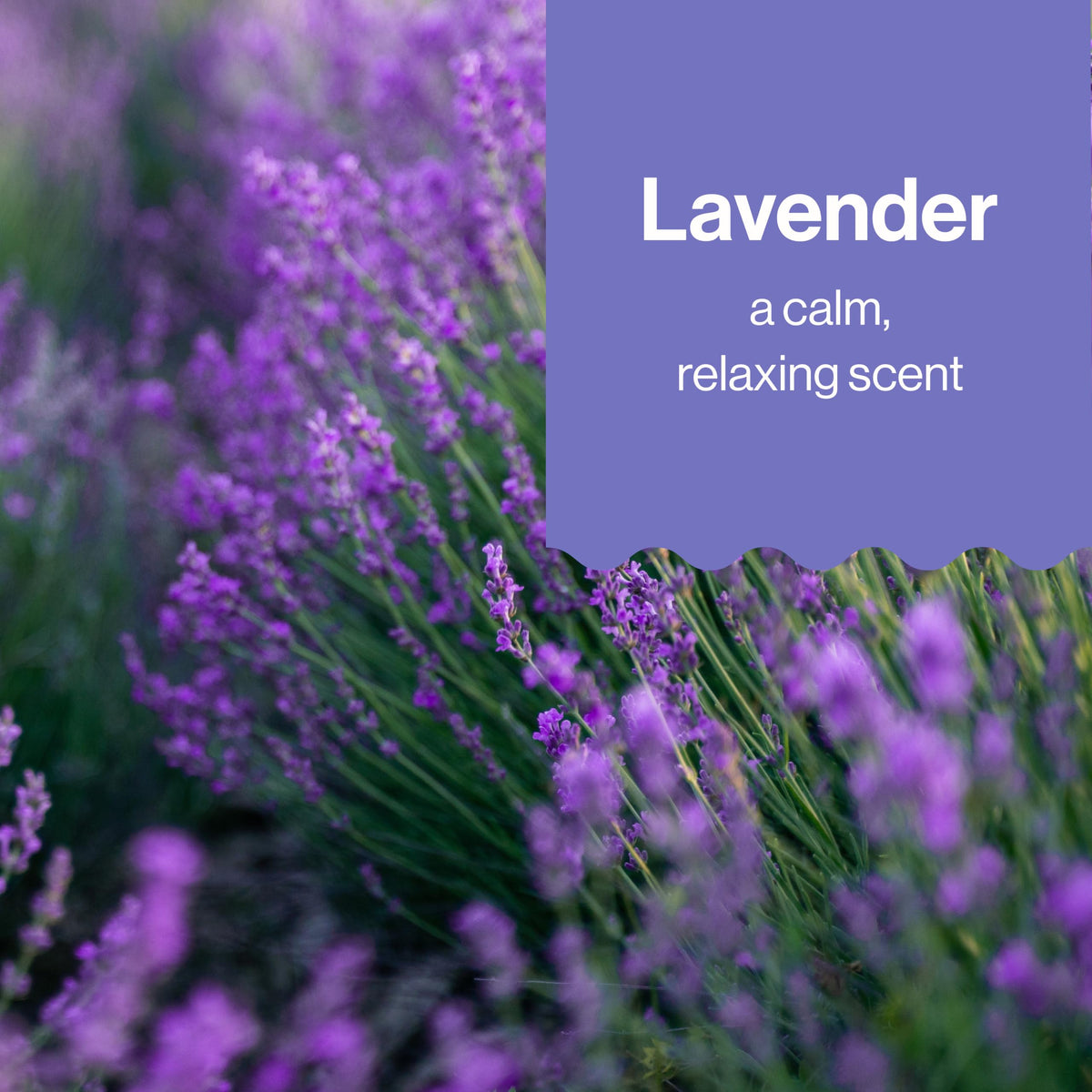 The Honest Company Bubble Bath Lavender Calm with calming bath accessories