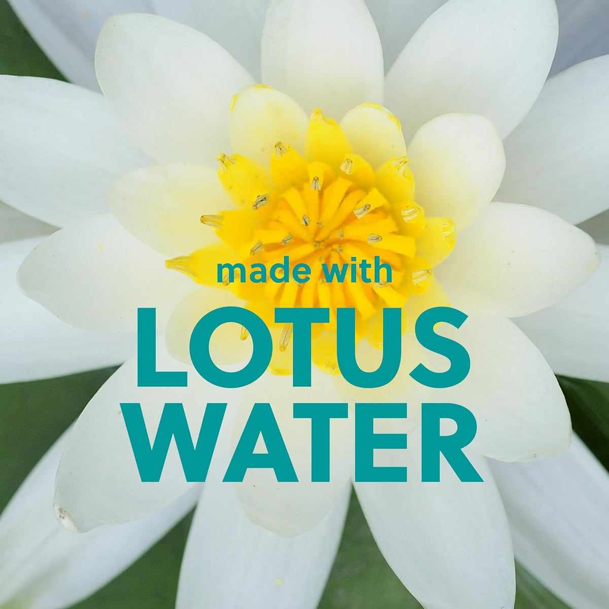 Tree Hut Lotus Water Body Scrub in a bathroom setting
