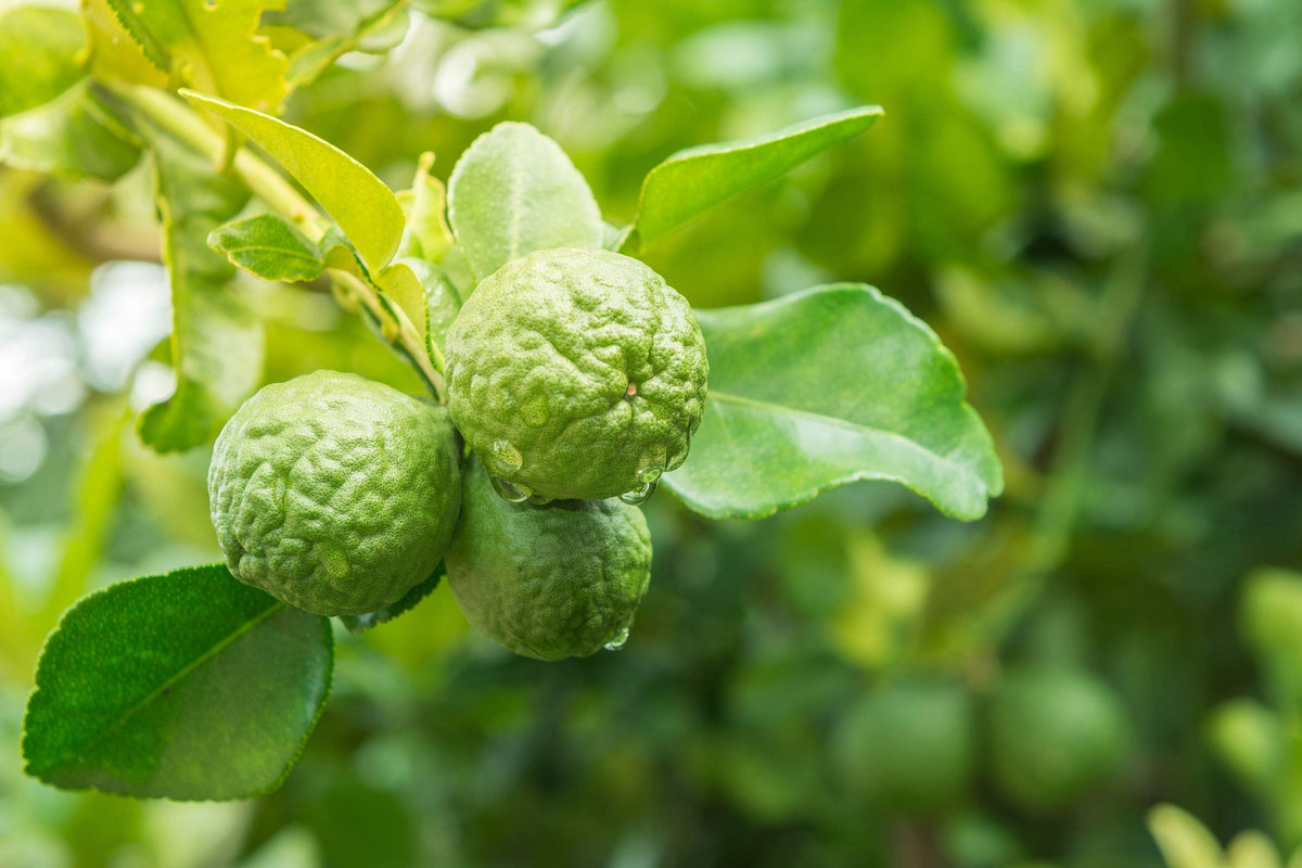 US Organic Bergamot Essential Oil in a diffuser