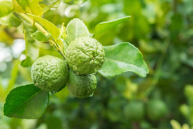 US Organic Bergamot Essential Oil in a diffuser