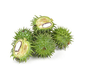 US Organic Castor Oil application on skin