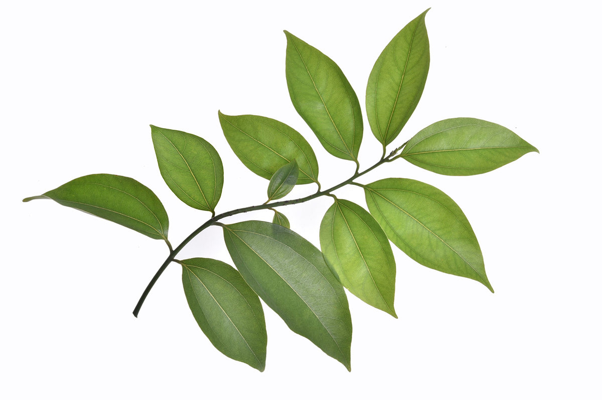 US Organic Cinnamon Leaf Essential Oil with aromatherapy diffuser