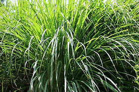 US Organic Citronella Essential Oil dropper close-up
