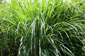 US Organic Citronella Essential Oil in a lifestyle setting
