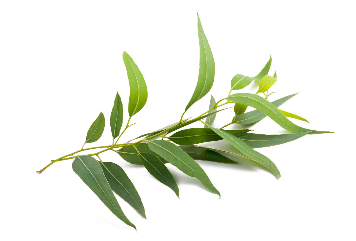 US Organic Eucalyptus Essential Oil 10ml in a diffuser