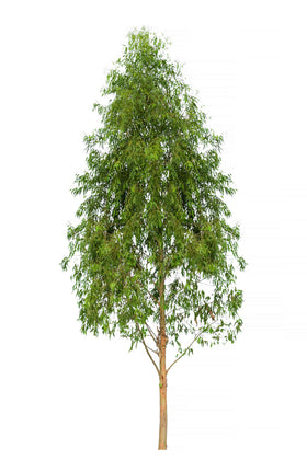 US Organic Eucalyptus Essential Oil 30ml with fresh eucalyptus leaves