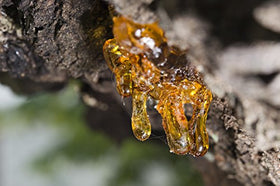 US Organic Frankincense Essential Oil 15ml with diffuser