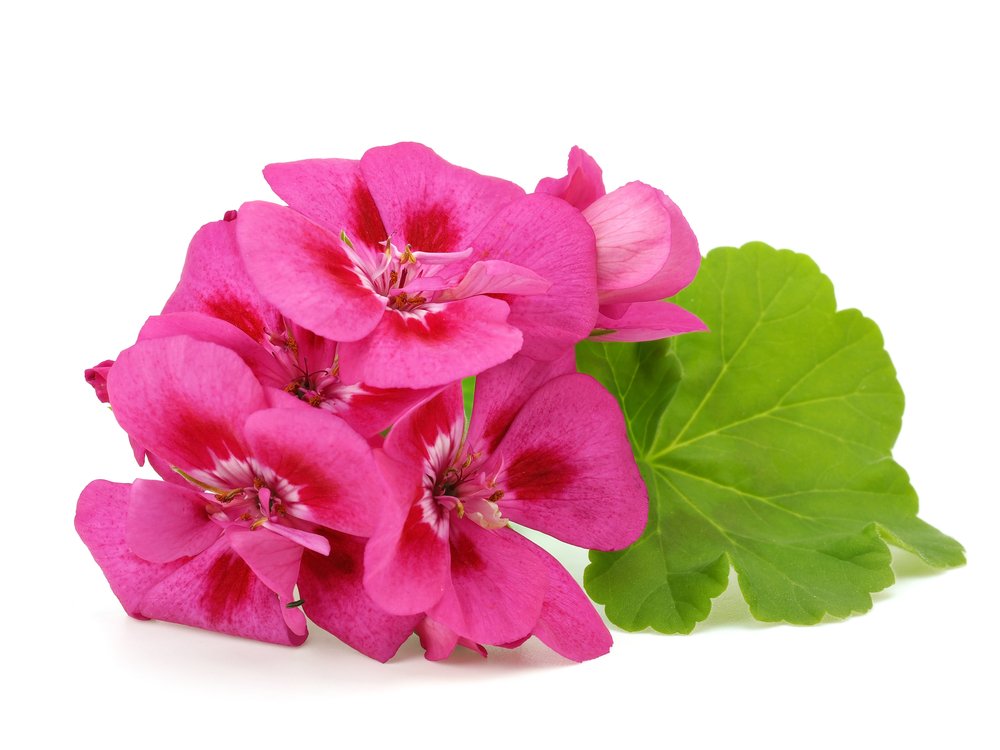 US Organic Geranium Essential Oil with natural background