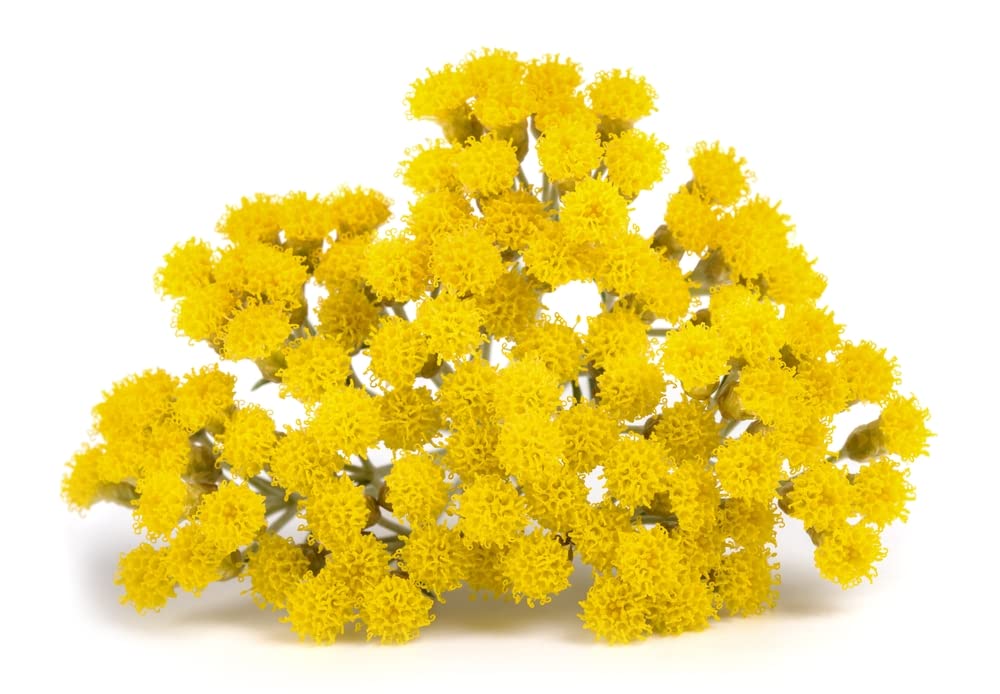 US Organic Helichrysum Essential Oil with dropper close-up