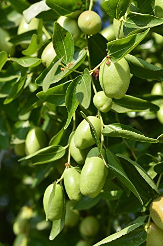 US Organic Jojoba Oil texture on hand