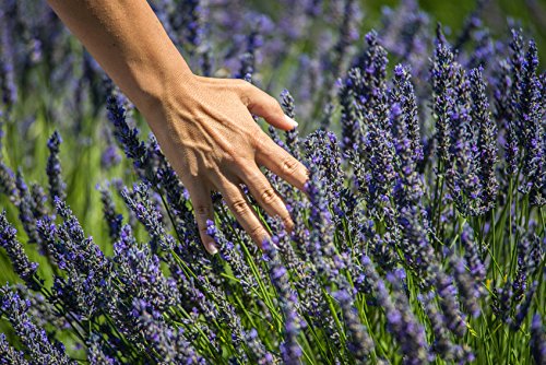 US Organic Lavender Essential Oil with diffuser and flowers