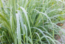 US Organic Lemongrass Essential Oil in a diffuser