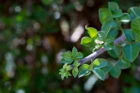 US Organic Myrrh Essential Oil dropper in use