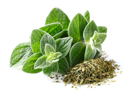 US Organic Oregano Essential Oil 15ml dropper top