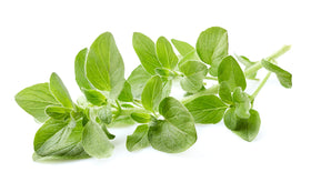 US Organic Oregano Essential Oil 15ml with herbs background