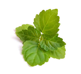 US Organic Patchouli Essential Oil 15ml bottle side view