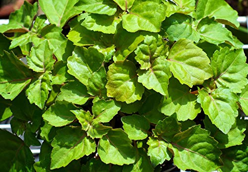 US Organic Patchouli Essential Oil in a lifestyle setting