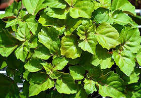 US Organic Patchouli Essential Oil in a lifestyle setting