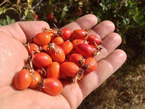 US Organic Rosehip Seed Oil with essential oils