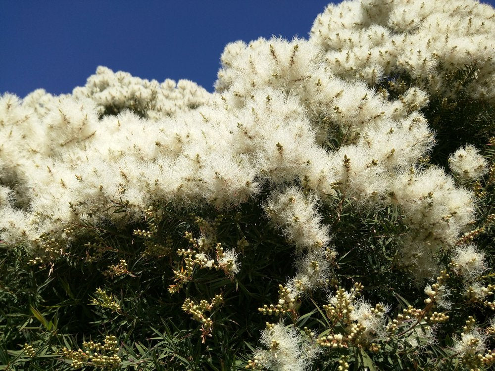 US Organic Tea Tree Essential Oil with natural background